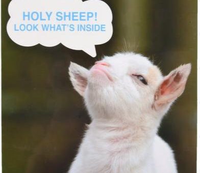 WHOLESALE HOLY SHEEP! GIFT BAG MED SZ SOLD BY CASE on Sale