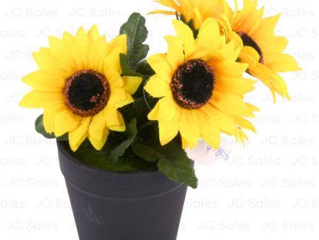 WHOLESALE SUNFLOWER IN PLASTIC POT 18CM SOLD BY CASE For Cheap